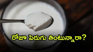 Curd ( Image Source: Twitter)