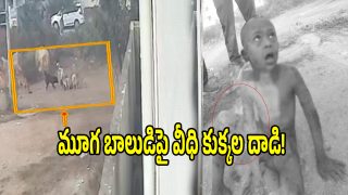 Stray Dog Attack (imagecredit:twitter)