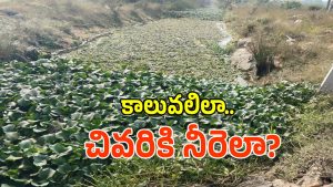 Irrigation Neglect (imagecredit:swetcha)