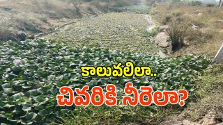 Irrigation Neglect (imagecredit:swetcha)