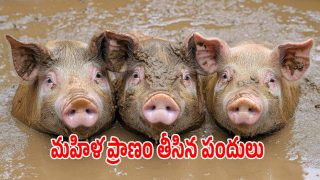 Jogipet Accident News (imagecredit:twitter)