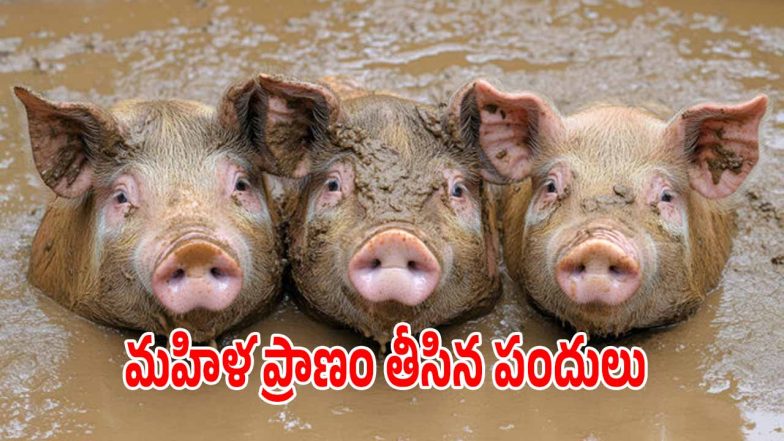 Jogipet Accident News (imagecredit:twitter)