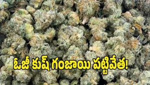 Drugs Case ( image credit: swetcha reporter)