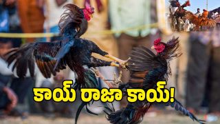 Sankranti Cockfighting ( Image credit: twitter)