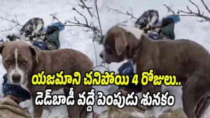 Pet dog sitting near its owners body amid heavy snowfall in Himachal Pradesh