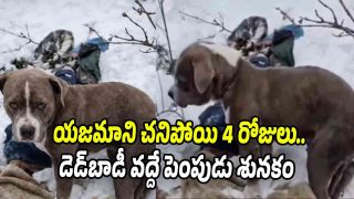 Pet dog sitting near its owners body amid heavy snowfall in Himachal Pradesh