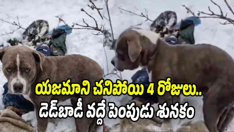 Pet dog sitting near its owners body amid heavy snowfall in Himachal Pradesh