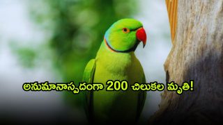 Parrots ( Image Source: Twitter)