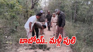 Tiger Panic: మళ్లీ పులి కలకలం.. ఉలిక్కిపడ్డ కొత్తగూడ ఏజెన్సీ