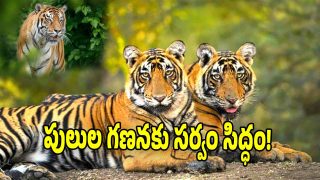 Tiger Estimation 2026 IMAGE Credit: twitter)