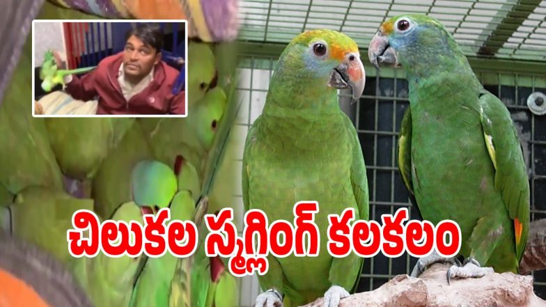 Parrot Smuggling (imagecredit:twitter)