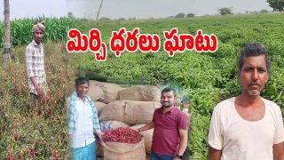 Chilli Farmers (imagecredit:swetcha)