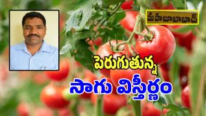 Vegetable Farming (imagfecredit:swetcha)