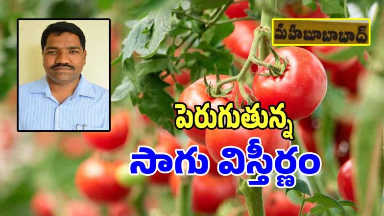 Vegetable Farming (imagfecredit:swetcha)